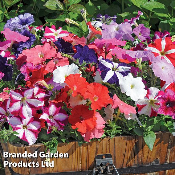 Petunia 'Frenzy Mixed' F1 Hybrid