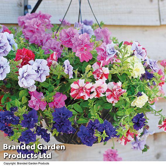 Nurseryman's Choice Hanging Basket Mixed Collection