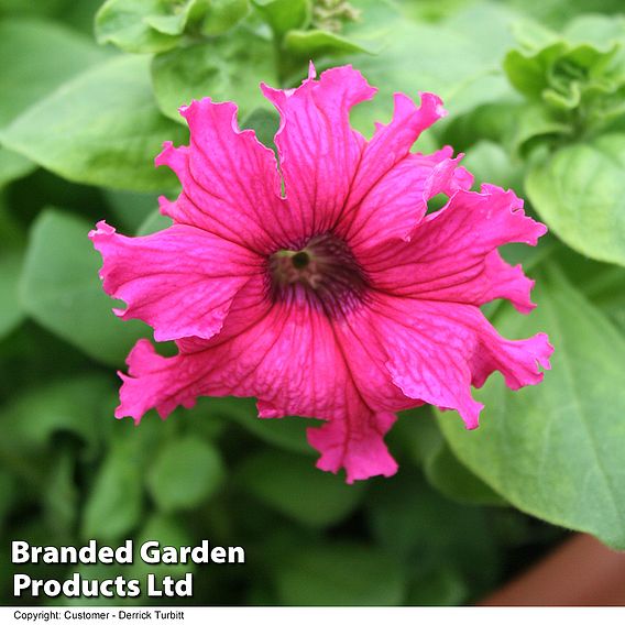Petunia 'Frillytunia Pink'