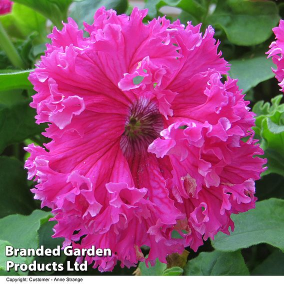 Petunia 'Frillytunia Pink'
