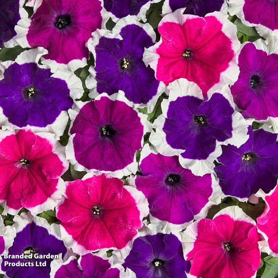 Petunia 'Mistral Picotee Mix' F1 - Seeds