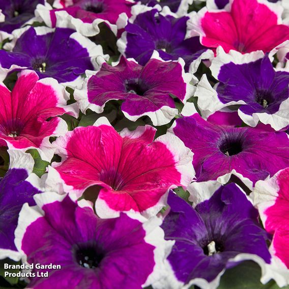 Petunia 'Mistral Picotee Mix' F1 - Seeds