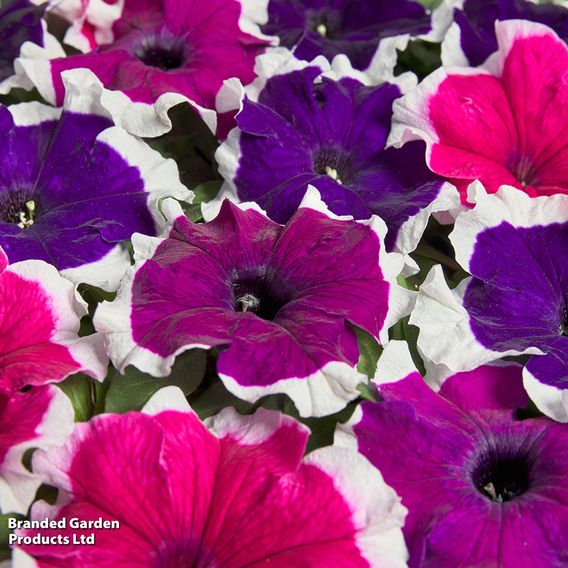 Petunia 'Mistral Picotee Mix' F1 - Seeds