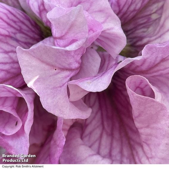 Petunia 'Allegra Orchid Vein' F1 - Seeds