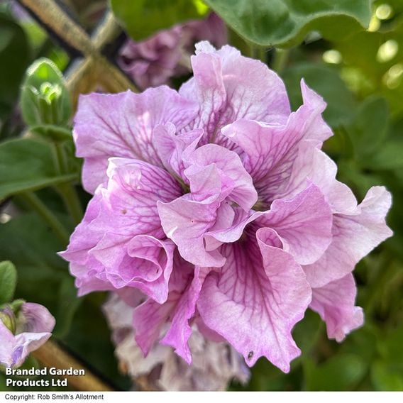 Petunia 'Allegra Orchid Vein' F1 - Seeds
