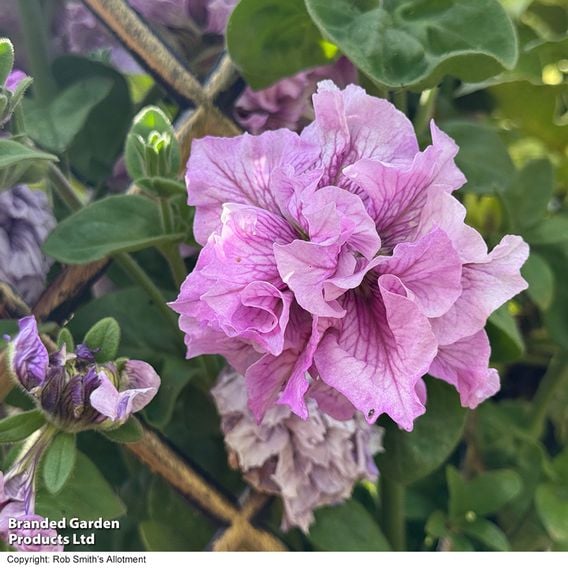 Petunia 'Allegra Orchid Vein' F1 - Seeds
