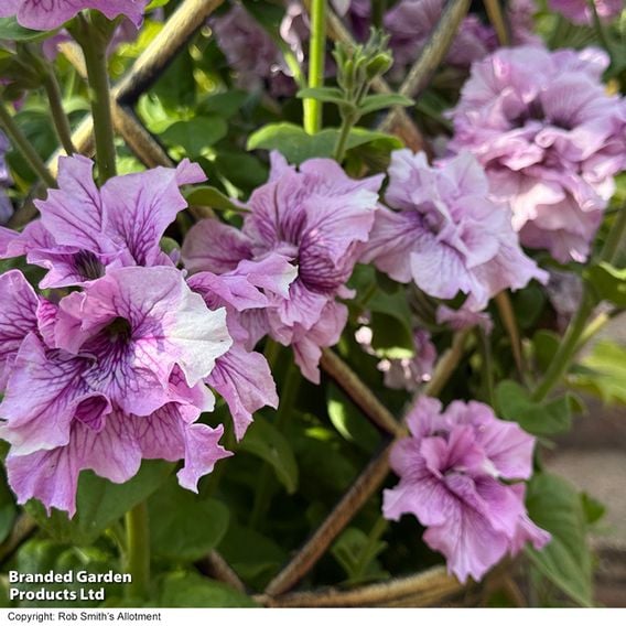 Petunia 'Allegra Orchid Vein' F1 - Seeds