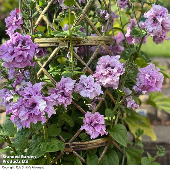 Petunia 'Allegra Orchid Vein' F1 - Seeds