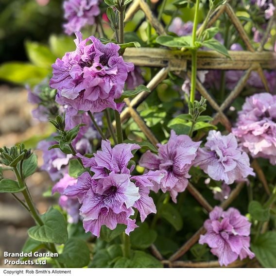 Petunia 'Allegra Orchid Vein' F1 - Seeds
