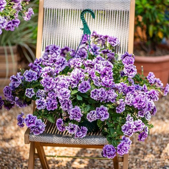 Petunia 'Supertunia® Priscilla®'