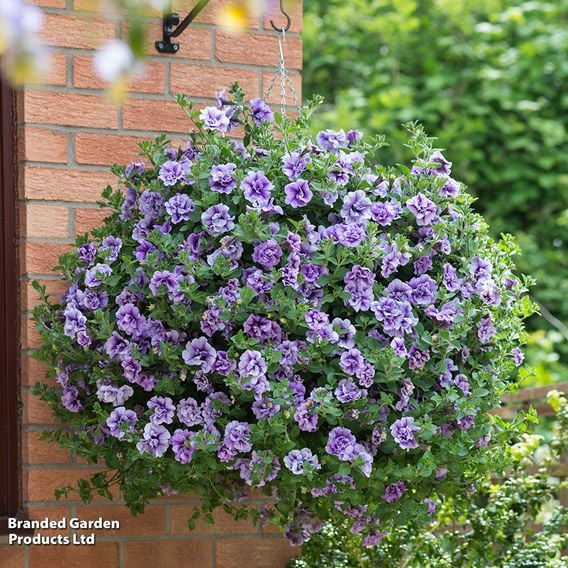 Petunia 'Supertunia® Priscilla®'