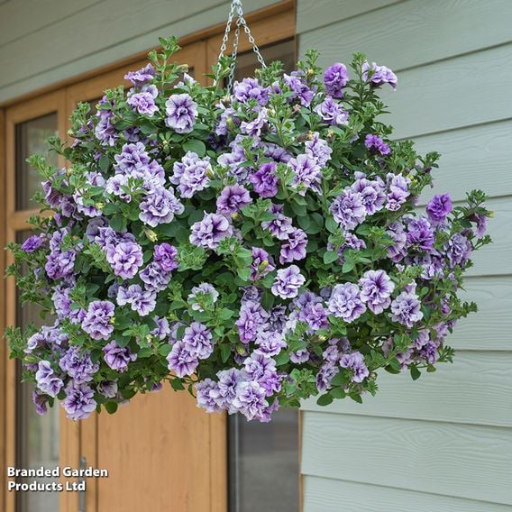 Petunia 'Supertunia® Priscilla®'