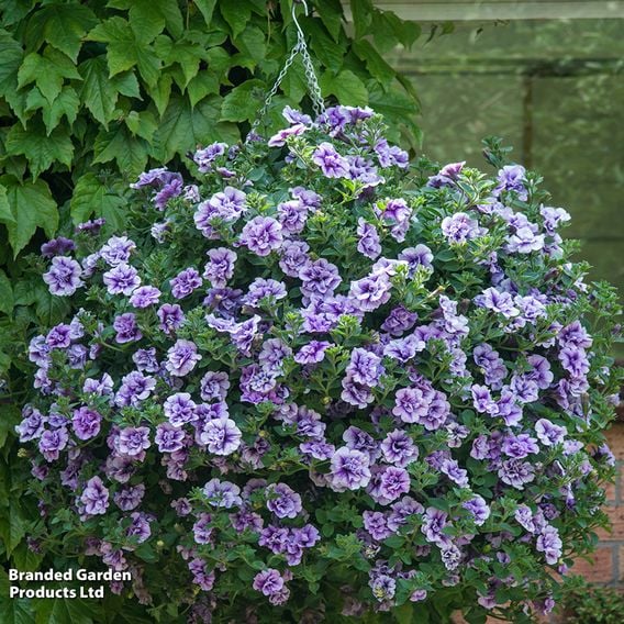 Petunia 'Supertunia® Priscilla®'