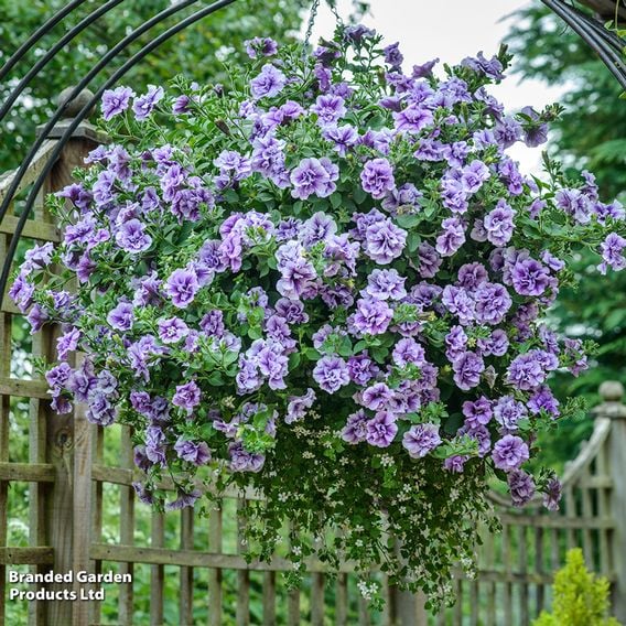 Petunia 'Supertunia® Priscilla®'