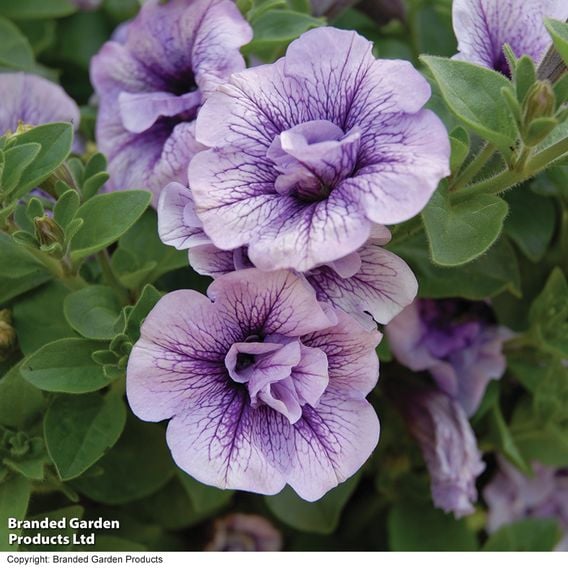 Petunia 'Supertunia® Priscilla®'