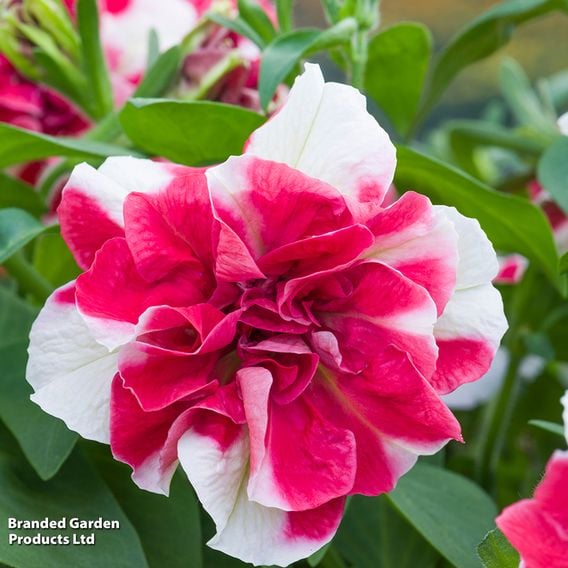 Petunia 'Tumbelina Scarlet Ripple'