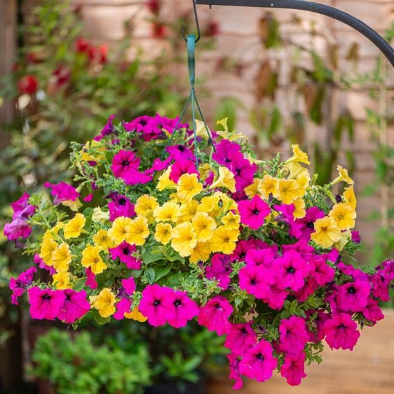 Petunia 'Summer Nights'