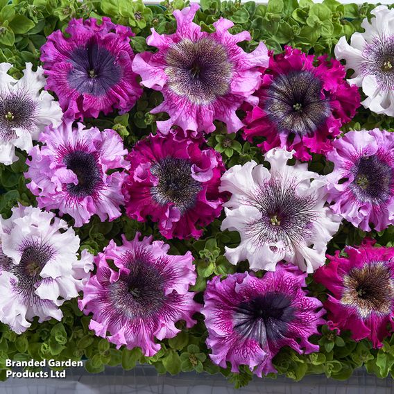 Petunia 'Superbissima Triumph Mix' - Seeds