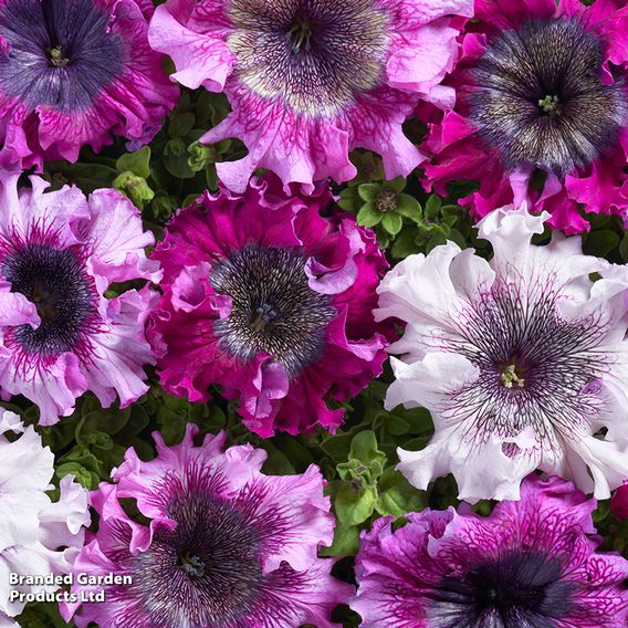 Petunia 'Superbissima Triumph Mix' - Seeds