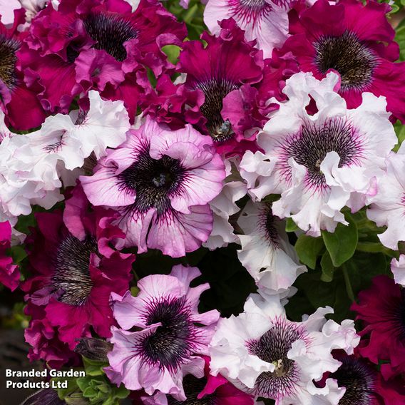 Petunia 'Superbissima Triumph Mix' - Seeds