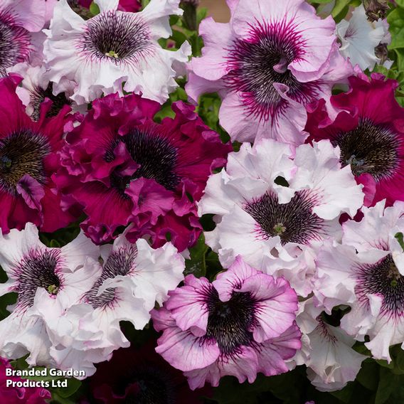 Petunia 'Superbissima Triumph Mix' - Seeds