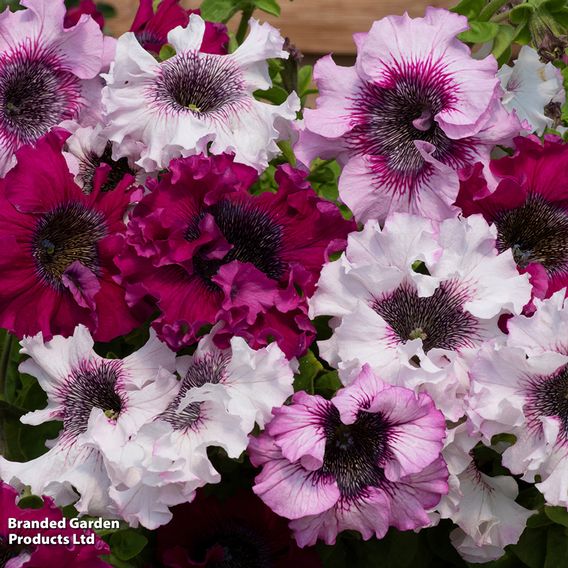Petunia 'Superbissima Triumph Mix' - Seeds