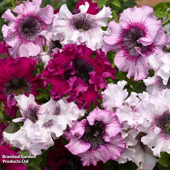 Petunia 'Superbissima Triumph Mix' - Seeds