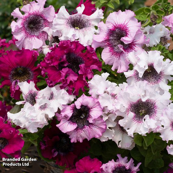 Petunia 'Superbissima Triumph Mix' - Seeds