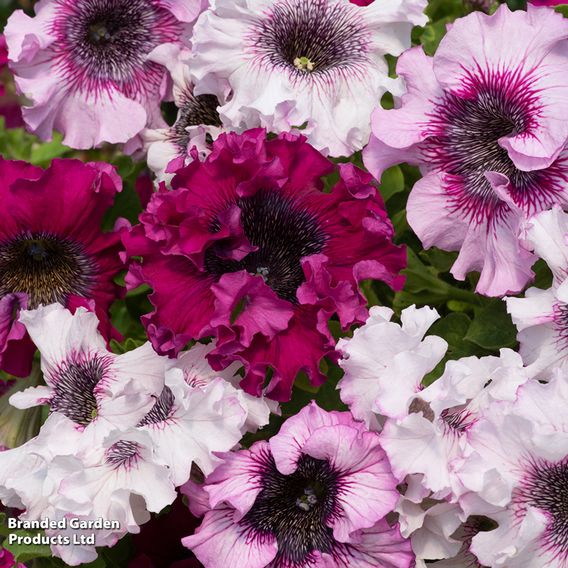 Petunia 'Superbissima Triumph Mix' - Seeds