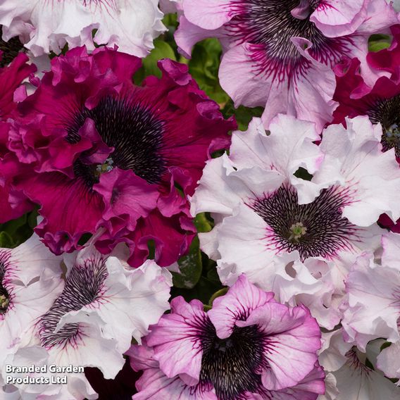 Petunia 'Superbissima Triumph Mix' - Seeds