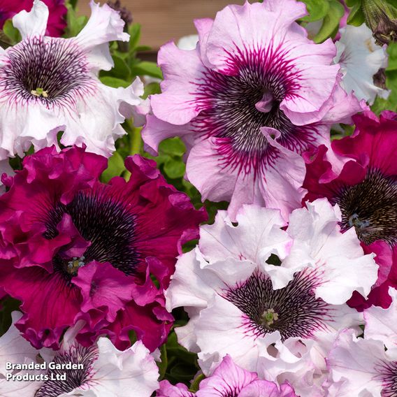 Petunia 'Superbissima Triumph Mix' - Seeds