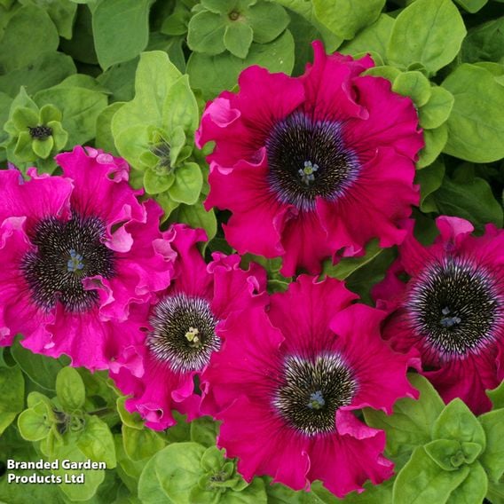 Petunia 'Superbissima Triumph Mix'