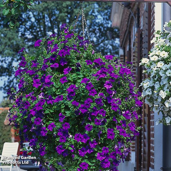 Petunia 'Trailing Surfinia Blue'