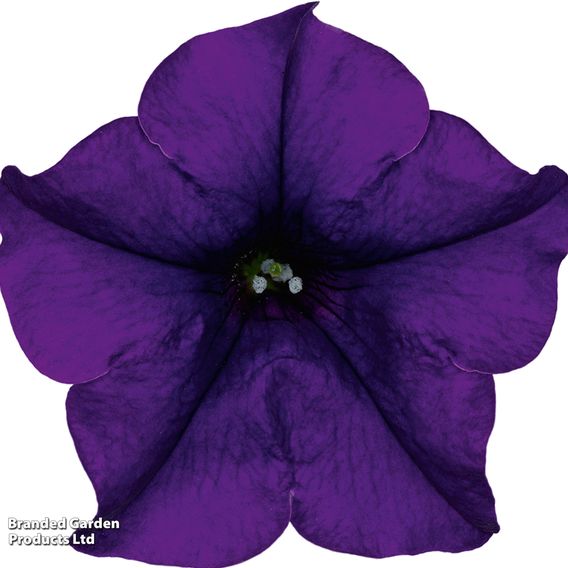 Petunia 'Trailing Surfinia Blue'