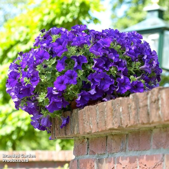 Petunia Surfinia Trio Collection