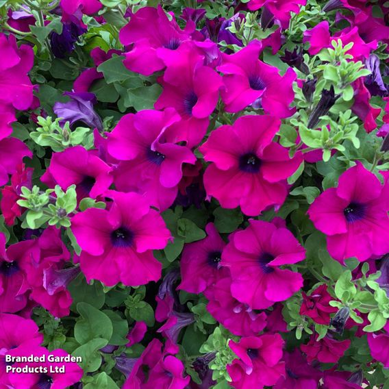 Petunia 'Trailing Surfinia Purple'