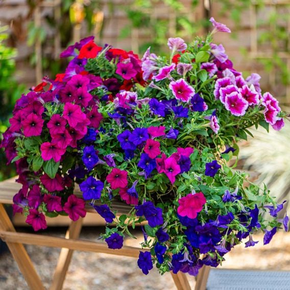 Petunia 'Surfinia' Collection