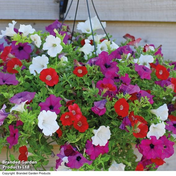 Petunia Surfinia Trio Collection