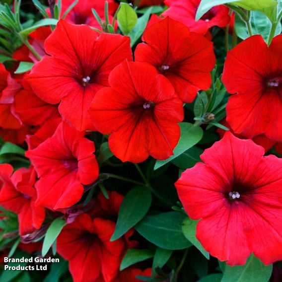 Petunia Surfinia Trio Collection