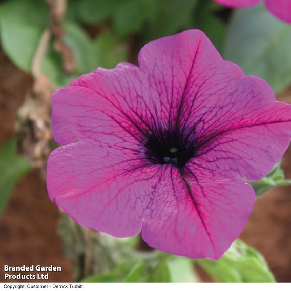 Petunia 'Trailing Surfinia Purple'