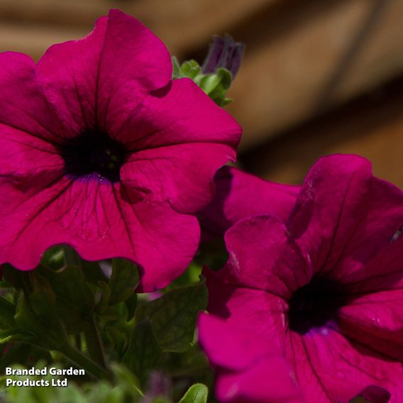 Petunia 'Trailing Surfinia Purple'