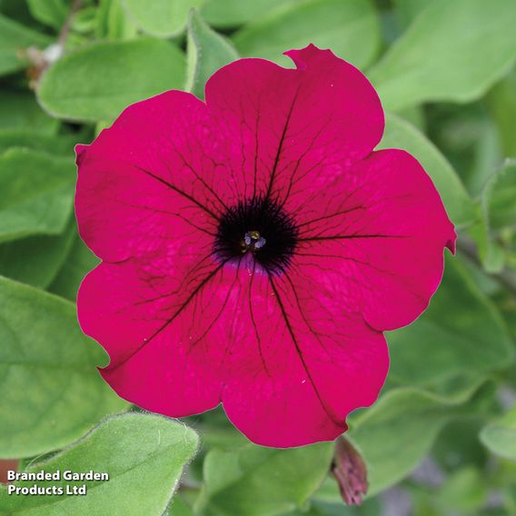 Petunia 'Trailing Surfinia Purple'