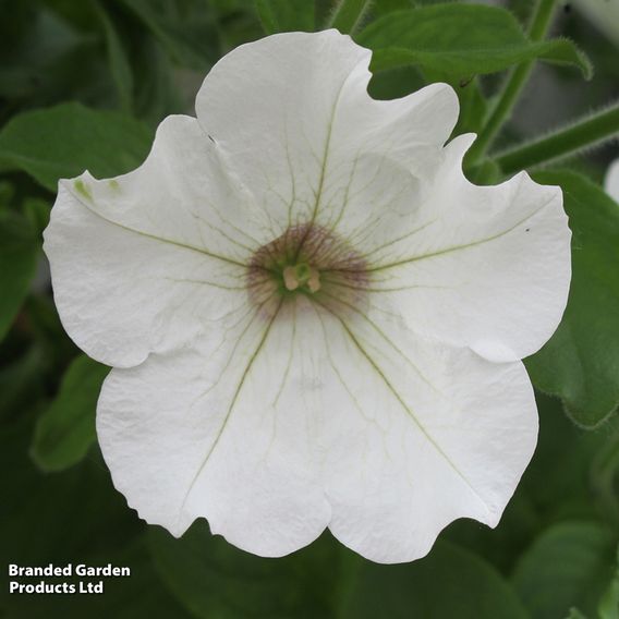 Petunia 'Trailing Surfinia White'