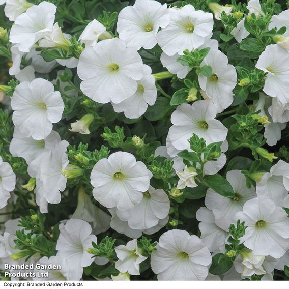 Petunia 'Trailing Surfinia White'
