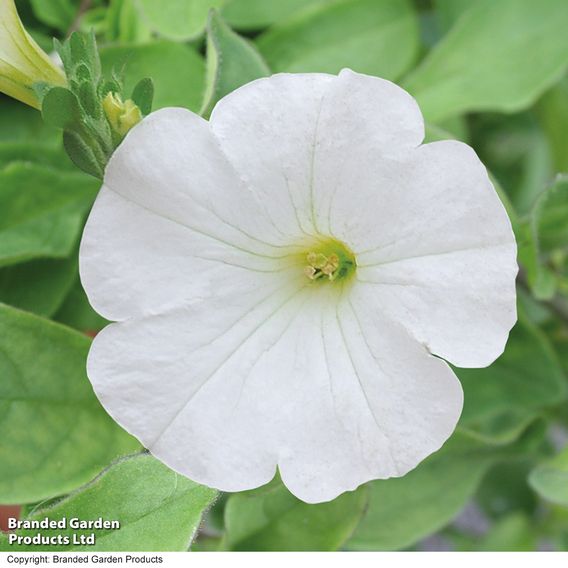 Petunia 'Trailing Surfinia White'