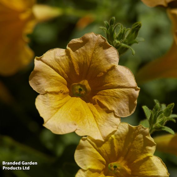 Petunia 'Surfinia Yellow'