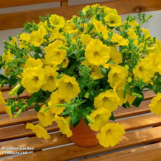 Petunia 'Surfinia Yellow'