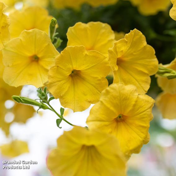 Petunia 'Surfinia Yellow'
