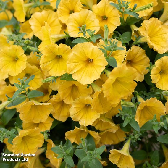 Petunia 'Surfinia Yellow'