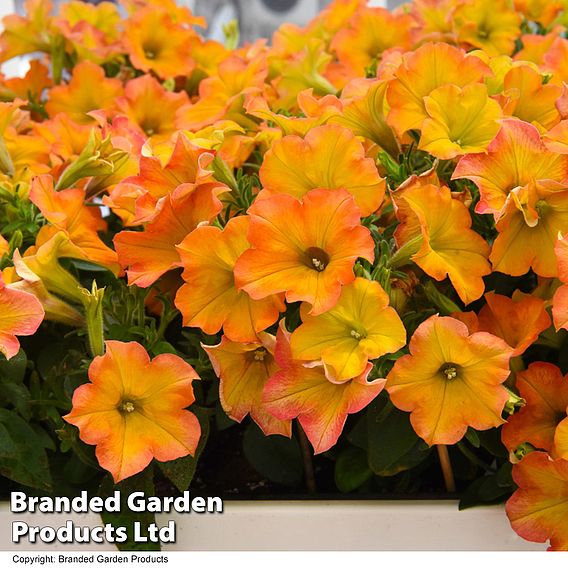 Petunia ‘Crazytunia® Terracotta’